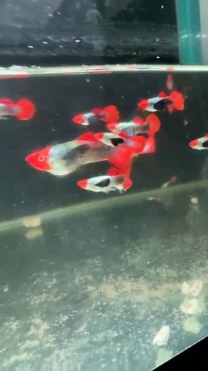 20K views · 246 reactions | This is very big big big ~guppy 我朋友养的  拳头那么大的 孔雀鱼 发来给我看 真是 无奇不有  看了不想养孔雀鱼了 怕怕的 藍 #最大孔雀鱼 | Guppy Jojo | Facebook