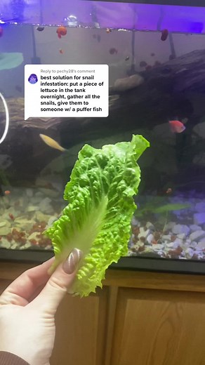 How to Handle Aquarium Snail Infestation: A Complete Guide