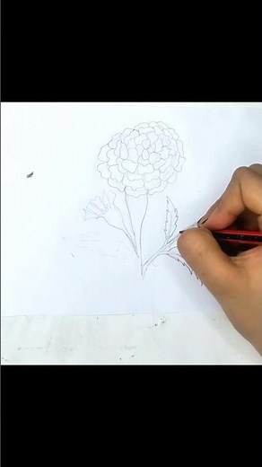 Marigold step by step | Easy Flower drawing