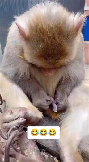 Funny Monkey Compilation: Viral Monkey Fails and Cute Moments