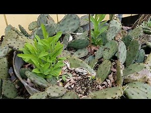 Royal Catchfly Observation, Right Plant-Right Place