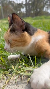 I love just sitting and watching my baby Girl Lulu … she is just so happy 💕 | My Little Kittie