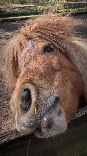 Petting zoo ambiance| the sounds of animals #pettingzoo #animalshorts #ambientsound