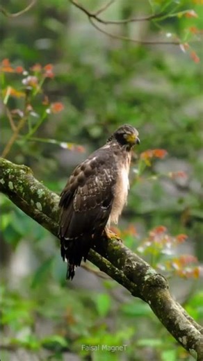 “Majestic Moments of Wild Animals in the Heart of the Jungle”