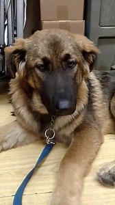 25K views · 2.5K reactions | UPDATE: A FOSTER HOME HAS BEEN FOUND...