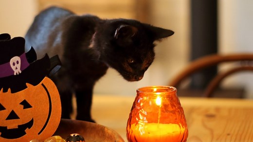The History and Meaning Behind Traditional Halloween Colors