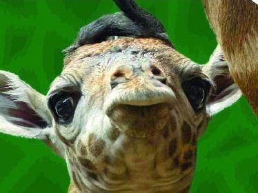 Toronto Zoo welcomes newborn female giraffe after death of dad