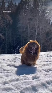 The most beautiful Siberian Husky in the world is the Solid Chocolate Red Coat Exotic Siberian Husky. Rare and Beautiful. Simply Ethreal. #solid husky #Red husky #chocolate husky #huskybangalore #exotic husky | Bangalore Huskiees Club