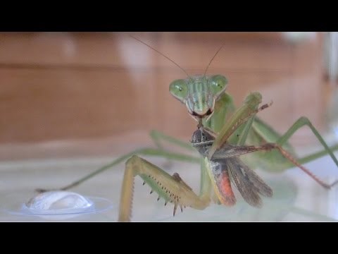 カマキリ バッタをつかまえて食べる