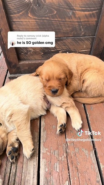 Understanding Alpha Males in Social Dynamics