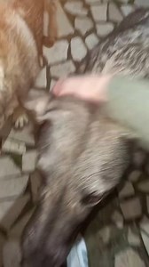 1.7K views · 118 reactions | PER FAVORE CI DATE UNA MANO❓️ LA FOTO È ALLA FINE DEL VIDEO MONGE LIGHT SALMONE E RISO  Ci sono anche le sacchette piccole 梁 Gea Febe e Nonna Lina vi ringrazieranno su ' ..梁梁 SPEDIZIONI E PUNTO RACCOLTA BAR IL BUONGUSTAIO VIA ANNIBALE MARIA DI FRANCIA 14/D Trani cap 76125 ( BT) | La zampa sul cuore Trani | Facebook