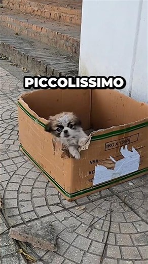 He was in a box but luckily for him...🥹❤️