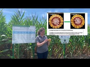 Staging Your Silage Corn