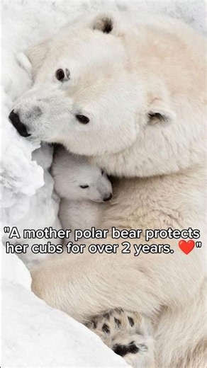 🐻‍❄️ 5 Amazing Baby Polar Bear Facts You Didn't Know! 😍 #Shorts#youtubeshorts