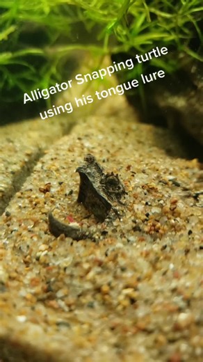 Snapping Turtle Eating Worm | Exotic Pets Hunting