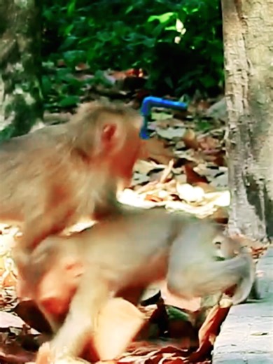 The Resilient Instincts of Monkeys in Nature
