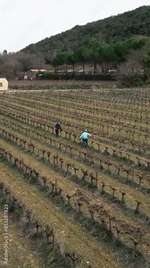 slow motion drone view of a large vineyard where a senior man and woman prune and care for the vines
