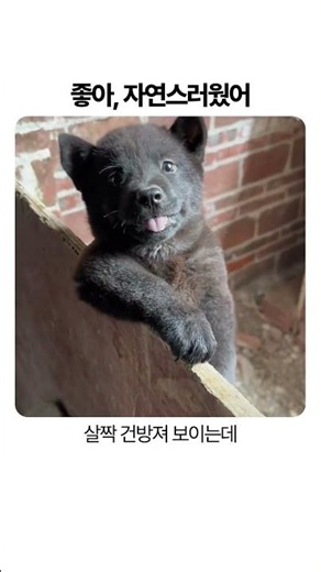 한 팔로 매달려 폼 잡는 개 (실화임)