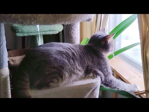 Frisky Looking Out the Window - 12/12/2025