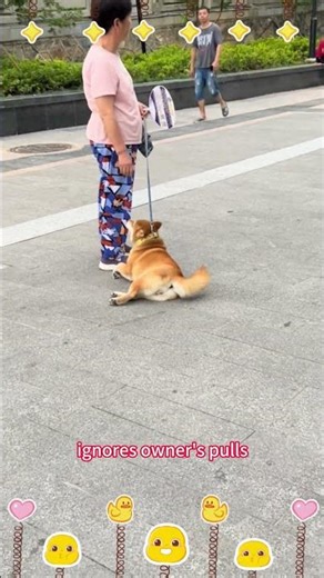 Are Dogs as Stubborn as Donkeys? #doglife #dogtemper #doglove