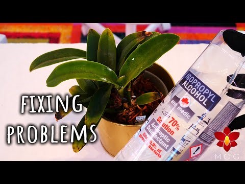 Orchid problems that I need to fix!
