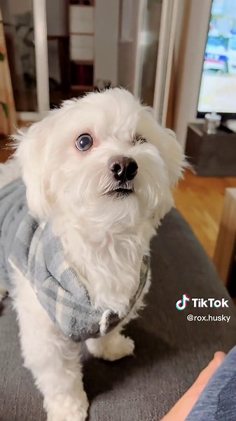 Amazing Maltese Dog Skills Demonstrated by Bobo the Husky | Rox