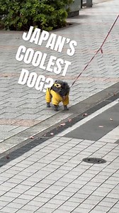7.2K views · 75 reactions | Japan’s Craziest Dog Ever! 勞 | TokyoLens | Facebook