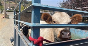 California group rescues animals from Caldor Fire