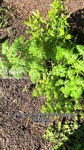 Cicuta (Conium maculatum) - Planta tóxica para jardines y jardinería