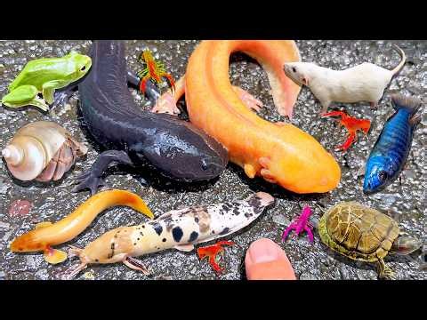 Bắt Cá Trê Bự Và Cá Cảnh Con, RanChu, Rùa Con, Cá Vàng, Koi, Ếch, Cá Sấu Con, Cá Sặc, Cá Lau Kiếng