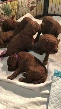 Araeahs Foxy’s dark mahogany red standard poodle puppies almost 3 weeks old ❤️