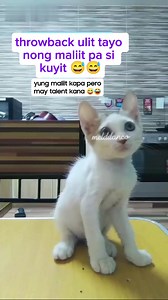 maliit kapa talented kana 😅 #catlover #catoftheday #catlife #cat #FunnyCats #catsloversgroup #catloversphilippines #ILoveCats #mystressreliever #catreels #followersシ゚ #highlightsシ゚ #facebookreels | Mel Dilanco