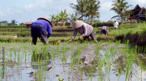 Small seedlings of new rice at waterlogged field, selective focus on foreground, blurred background. Manual rice cultivation at central Bali, woman put little plants into puddled wet soil by hands