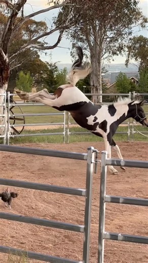 Skye McCoullough on Instagram: "The poor chicken running for its life! 😂🐓🥹💨 #horselove #funnyvideos #younghorse #viralreels❤️"