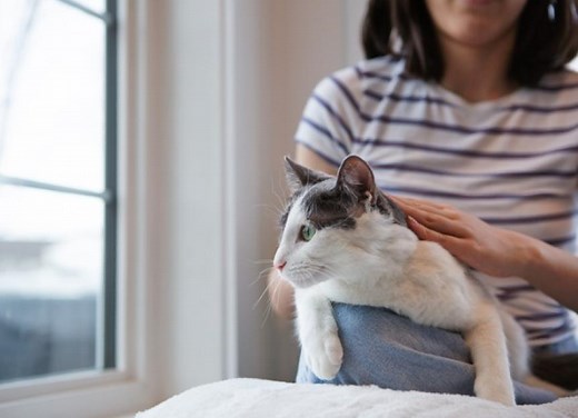 What Can You Give a Cat for Pain?