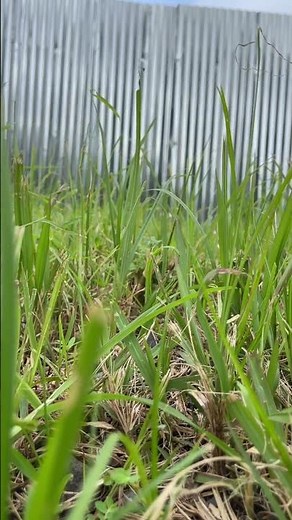 Relaxing ASMR Grass in the Wind 🌾 | Nature Sounds