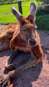 1.3K views · 85 reactions | Jimmy, our big red Kangaroo has a...