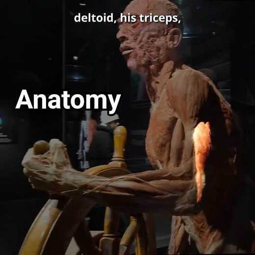 Major muscles of the human body