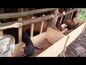 Success in dairy goat farming is all about proper management