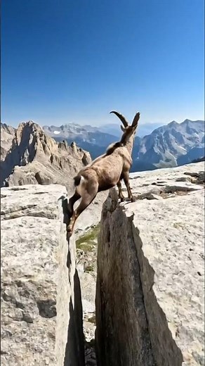 An ibex skill fully climbs | Animals| Documentary #ibex #climb #animals #documentary