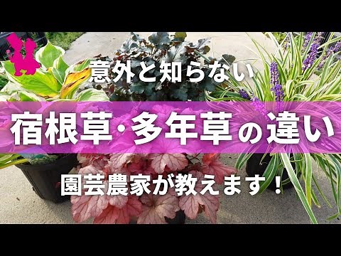 [Gardening] Perennials and perennials to grow in your garden - a horticulturist explains the diff...