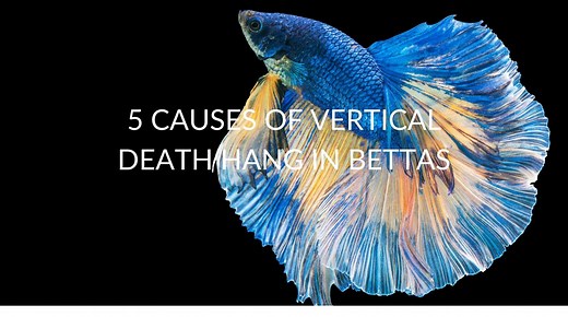 Vertical Death Hang In Bettas: 5 Causes & 4 Solutions