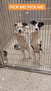 7.7K views · 126 reactions | Have you ever seen a better looking...