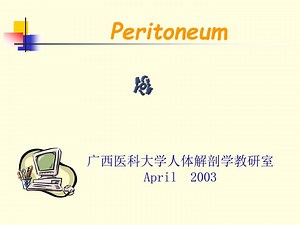 Peritoneum - SlideServe