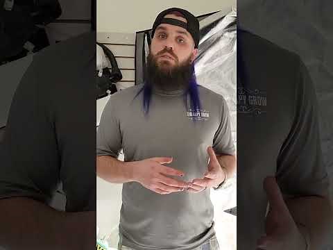 How to Transplant Seedlings into Hydroponics