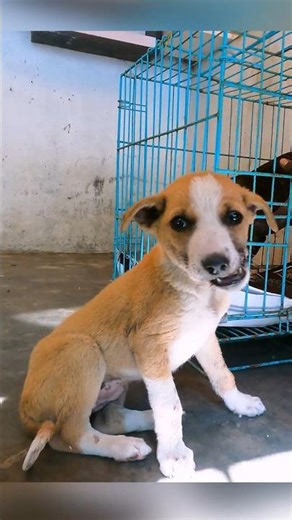 Injured Puppy With Dislocated Jaw Gets Help