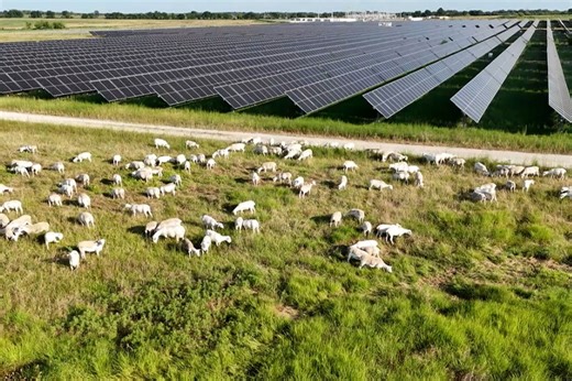 Need for agrivoltaics standards emerges as dual-use projects proliferate