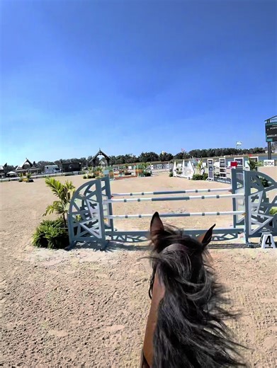 Understanding Equine Stride Count