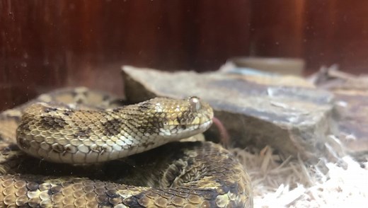 3.5K views · 164 reactions | Egyptian saw- scaled viper, Echis pyramidum. It’s not doing anything super exciting, but you get a good look at its gorgeous eye and also can see how the keels on the scales are angled so they make noise when the snake rubs them together in a defensive behavior called stridulation. | Kentucky Reptile Zoo | Facebook