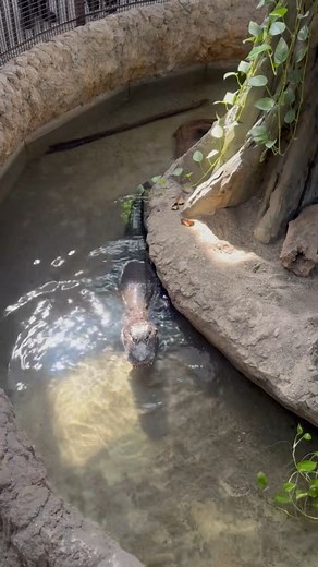 12M views · 303K reactions | Sound up! Male Lions aren't the only animals that perform territorial vocalizations! Here's Loki the Chinese Alligator is calling to see if there are any alligators nearby. | Cincinnati Zoo & Botanical Garden | Facebook